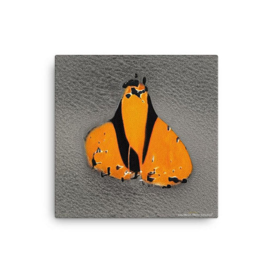 Olivier Industries - moth - art print on canvas - Olivier Industries ® Art & Apparel